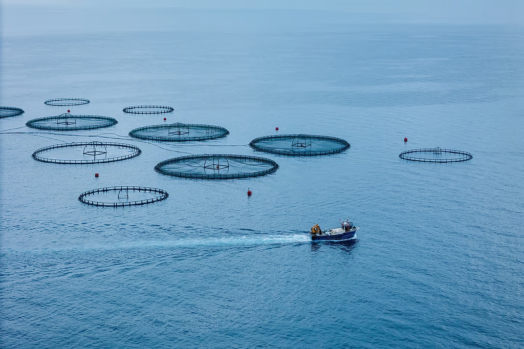 研究指出:歐洲水產養殖業邁向 2050 淨零碳排,碳權抵換將是不可或缺的關鍵